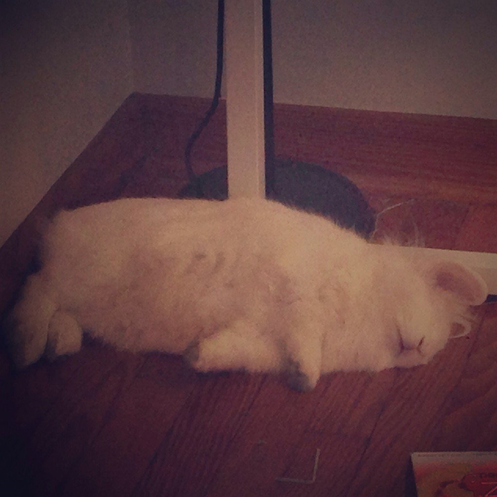 Sleepy Bunny