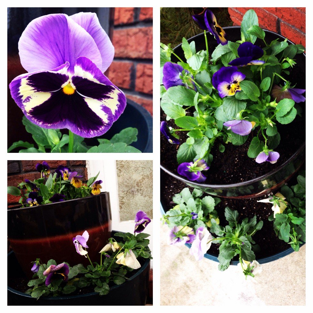 Spring Pansies