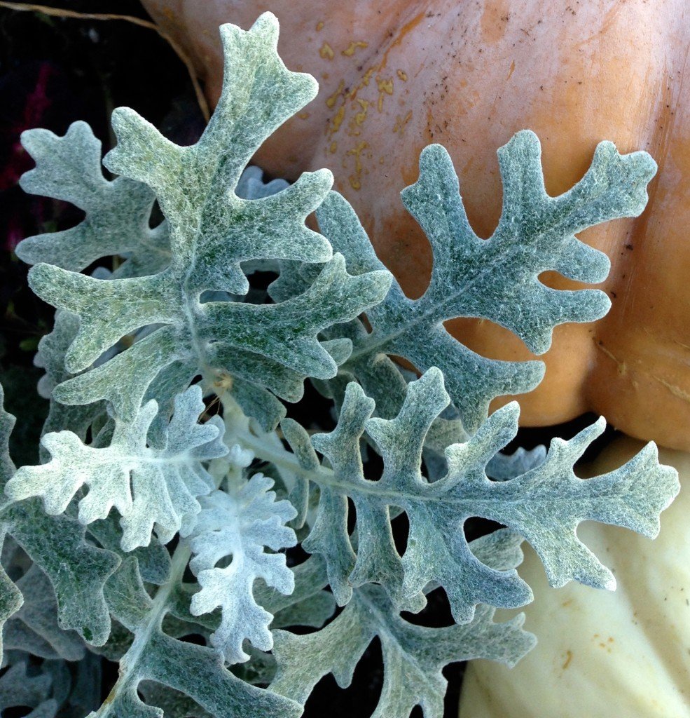 Fall Dusty Miller