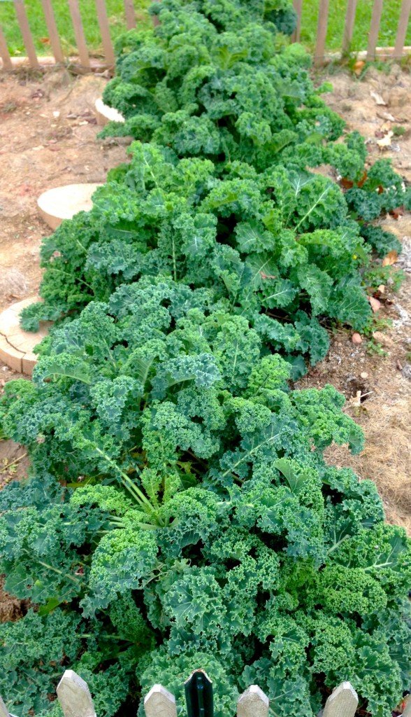 Kale