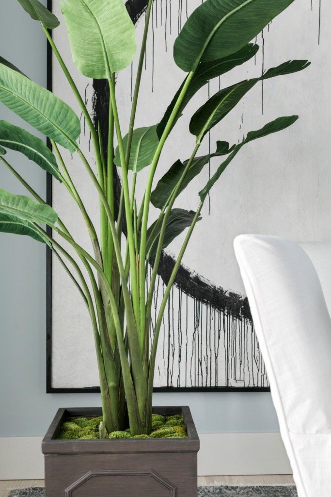 HGTV Dream Home Plants