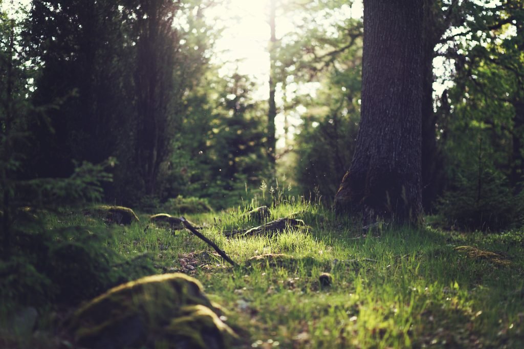 forest floor