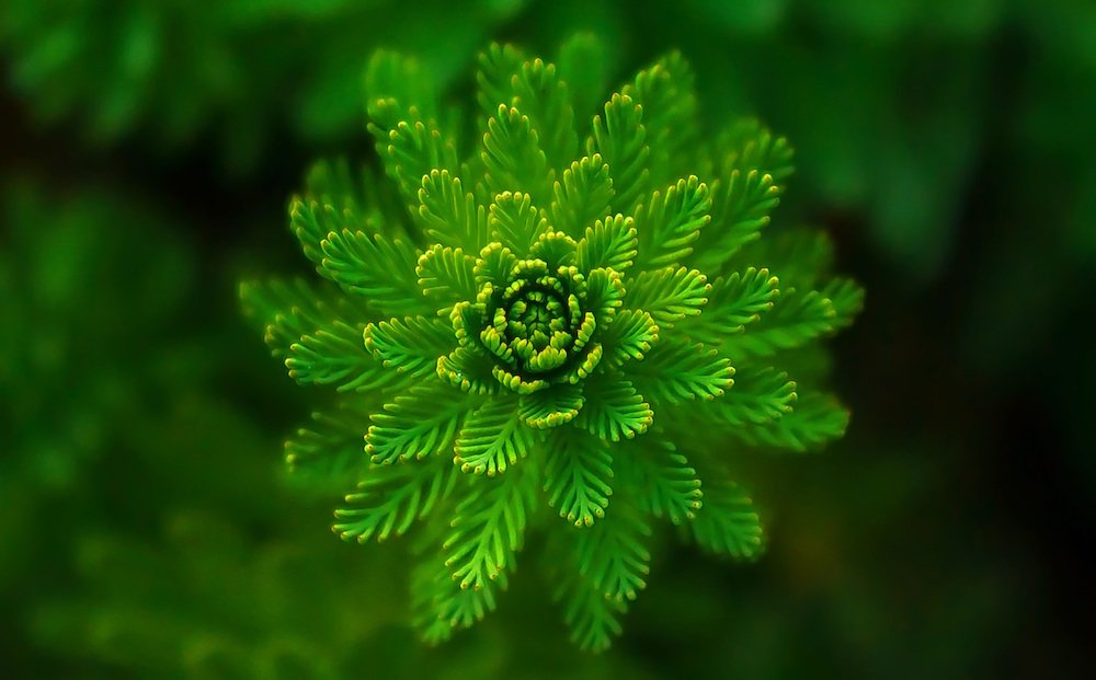 green leaves