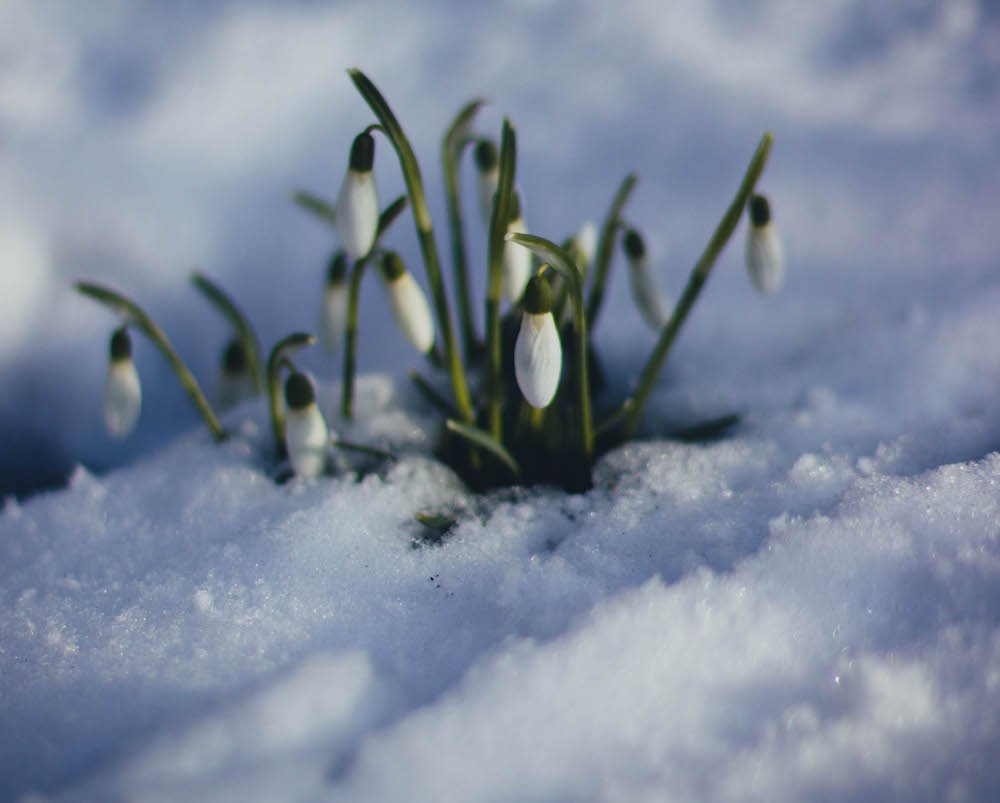 snow flower